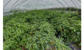 樂購家庭農(nóng)場全景圖