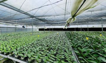 珠海市斗門區東灣村全景圖